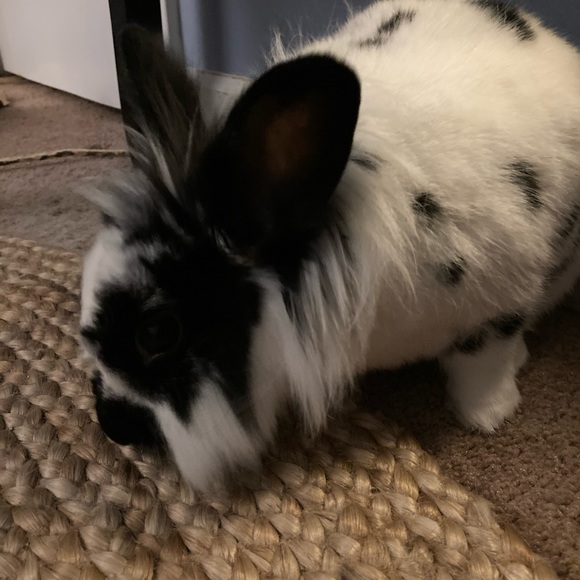 Meet your Posher, Melanie and the kids! - Picture 3 of 6